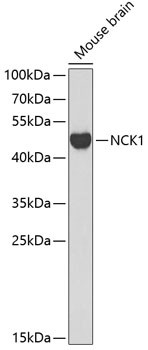 NCK1 Antibody in Western Blot (WB)