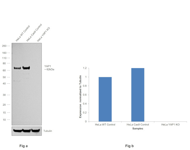 YAP1 Antibody in Western Blot (WB)