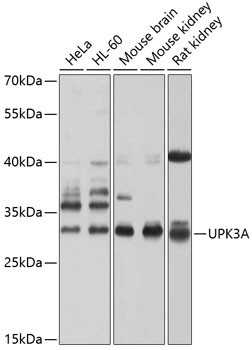 UPK3A Antibody in Western Blot (WB)