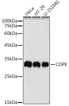 COPE Antibody in Western Blot (WB)