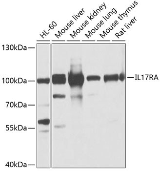 IL-17Ra Antibody in Western Blot (WB)