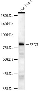 FZD3 Antibody in Western Blot (WB)