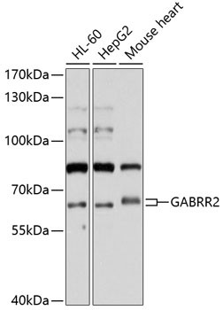 GABRR2 Antibody in Western Blot (WB)