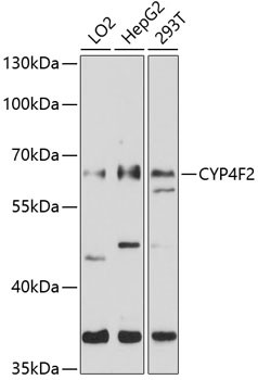 CYP4F2 Antibody in Western Blot (WB)