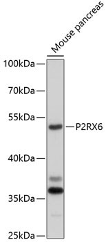 P2X6 Antibody in Western Blot (WB)