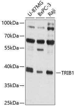 TRIB1 Antibody in Western Blot (WB)