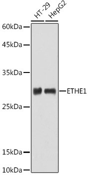 ETHE1 Antibody in Western Blot (WB)