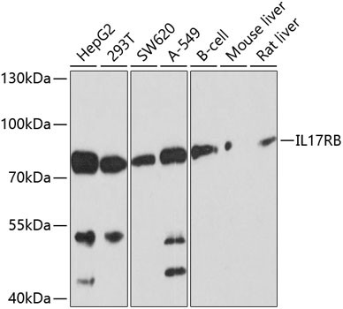 IL17RB Antibody in Western Blot (WB)