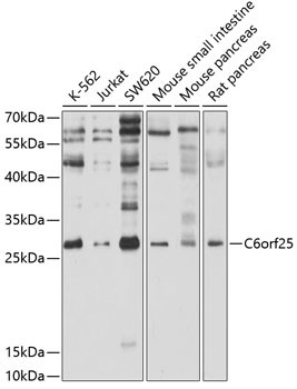 G6B Antibody in Western Blot (WB)