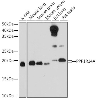 CPI-17 Antibody in Western Blot (WB)