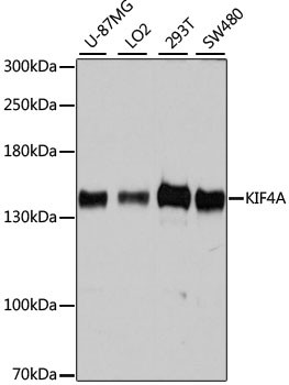 KIF4A Antibody in Western Blot (WB)