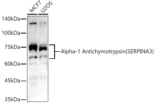 SERPINA3 Antibody in Western Blot (WB)