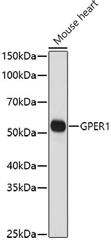 GPR30 Antibody in Western Blot (WB)