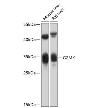 Granzyme K Antibody in Western Blot (WB)