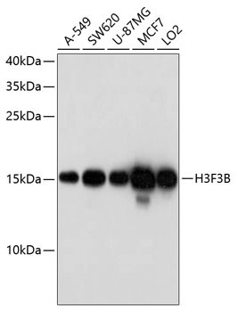 Histone H3.3 Antibody in Western Blot (WB)