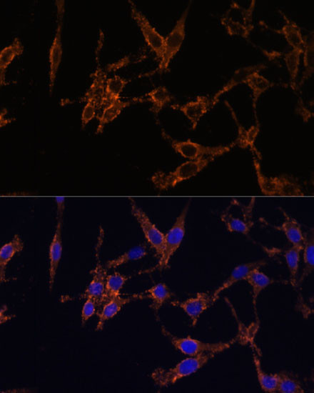 14-3-3 beta Antibody in Immunocytochemistry (ICC/IF)