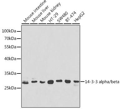 14-3-3 beta Antibody in Western Blot (WB)