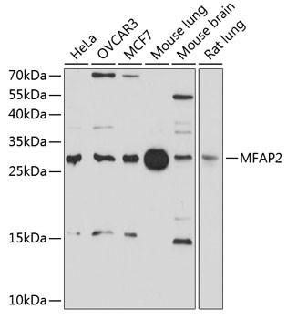 MFAP2 Antibody in Western Blot (WB)