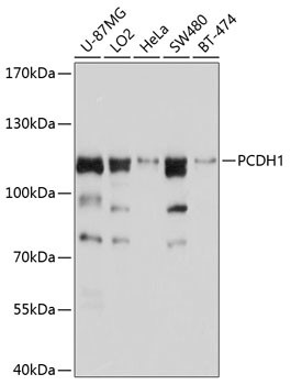 PCDH1 Antibody in Western Blot (WB)