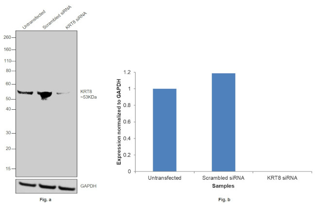 Cytokeratin 8 Antibody