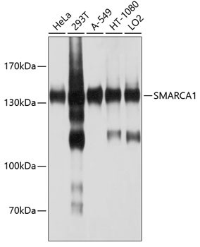 SMARCA1 Antibody in Western Blot (WB)