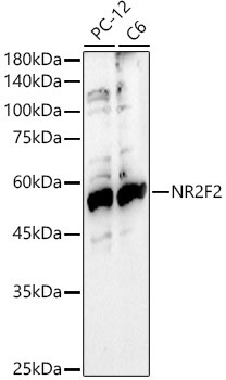 NR2F2 Antibody in Western Blot (WB)