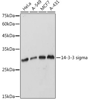 14-3-3 sigma Antibody in Western Blot (WB)