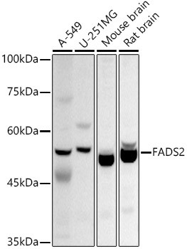 FADS2 Antibody in Western Blot (WB)