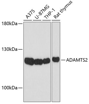 ADAMTS2 Antibody in Western Blot (WB)