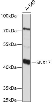 SNX17 Antibody in Western Blot (WB)