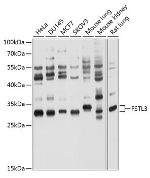 FLRG Antibody in Western Blot (WB)