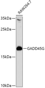 GADD45G Antibody in Western Blot (WB)