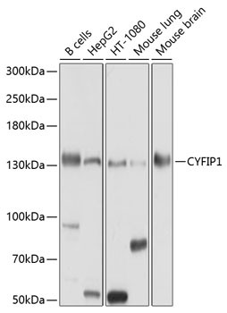 CYFIP1 Antibody in Western Blot (WB)