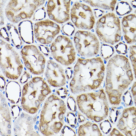 SNAPAP Antibody in Immunohistochemistry (Paraffin) (IHC (P))