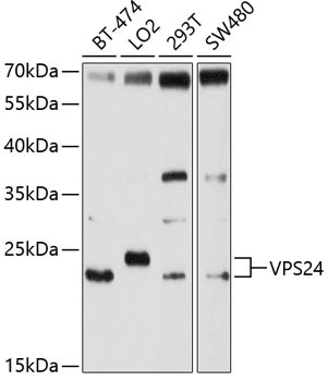 CHMP3 Antibody in Western Blot (WB)