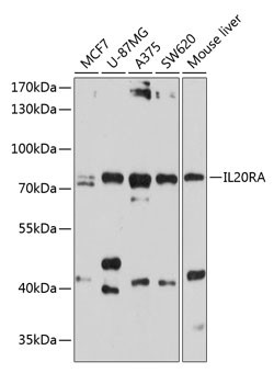 IL20RA Antibody in Western Blot (WB)