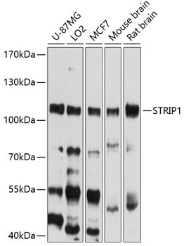 FAM40A Antibody in Western Blot (WB)