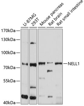 NELL1 Antibody in Western Blot (WB)