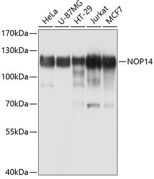 NOP14 Antibody in Western Blot (WB)