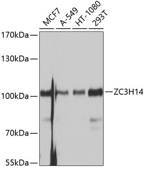 ZC3H14 Antibody in Western Blot (WB)