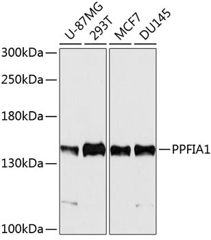 PPFIA1 Antibody in Western Blot (WB)