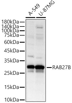 RAB27B Antibody in Western Blot (WB)