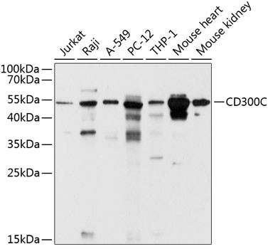 CD300c Antibody in Western Blot (WB)