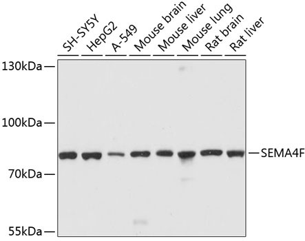 SEMA4F Antibody in Western Blot (WB)