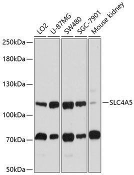 SLC4A5 Antibody in Western Blot (WB)