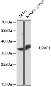 U2AF1 Antibody in Western Blot (WB)