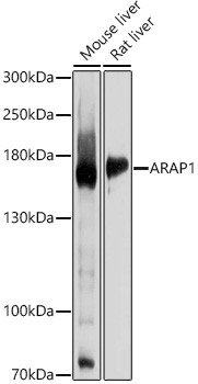 ARAP1 Antibody in Western Blot (WB)