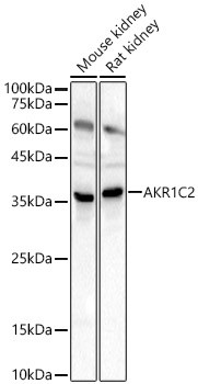 AKR1C2 Antibody in Western Blot (WB)