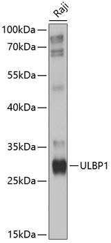 MULT1 (NKG2D Ligand) Antibody in Western Blot (WB)