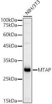 MTAP Antibody in Western Blot (WB)